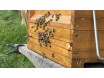 Bienen am Kasten