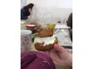 Enjoy an english cream tea party!
